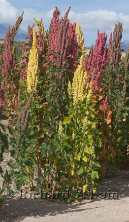 Quinoa plants