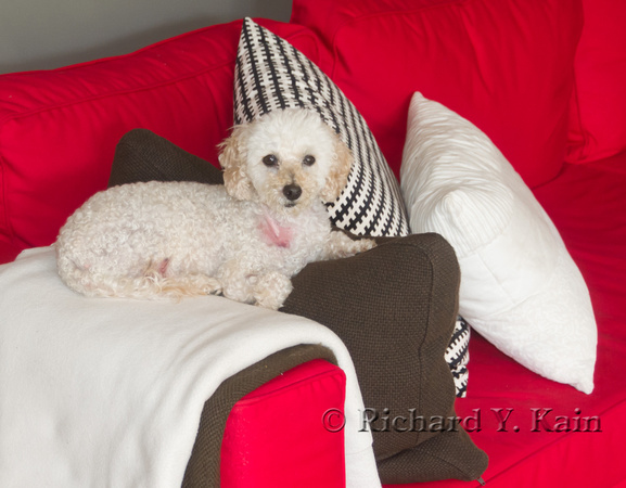 Dixie on Pillows