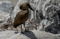 Hamerkop