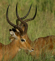 Impala Horn Composition