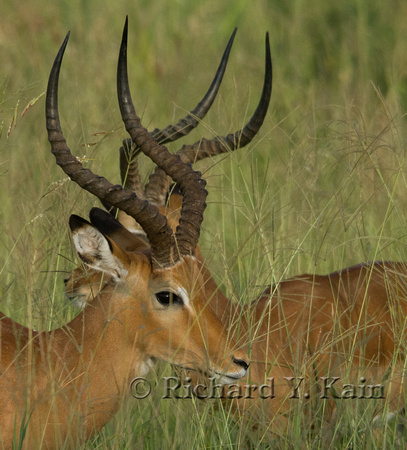 Impala Horn Composition