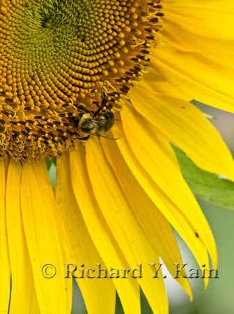 Sunflower Bee