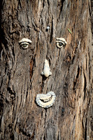 The Man in the Tree