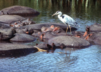 Hippo Islands