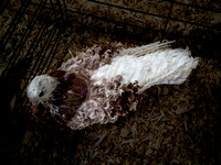 Fancy Breed
