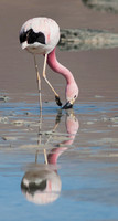 Andean Flamingo