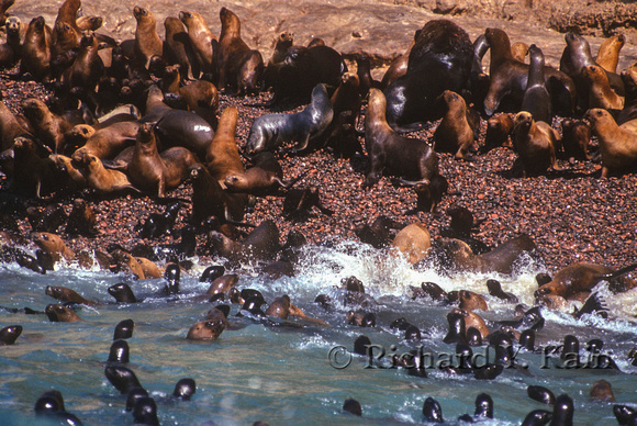 Sea Lion Crown