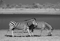 Zebras on the shore