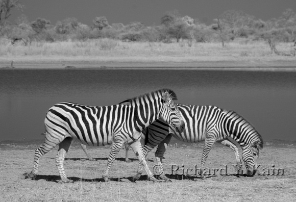 Zebras on the shore