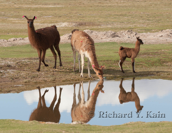 Llamas at the pond