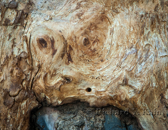Face in the Wood