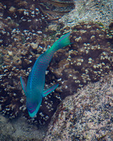 Fish in the pool #2