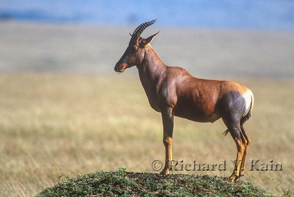 Alert Topi