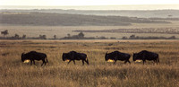 Gnu Parade