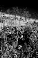 Rocky cliff with trees
