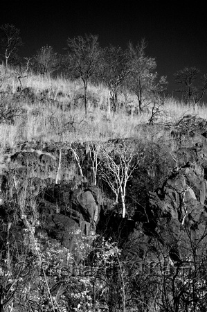 Rocky cliff with trees
