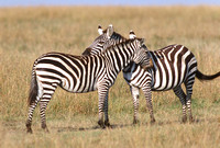 Zebra Overlap