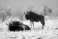Infrared gnus