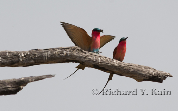 Carmine bee-eater landing with a bee