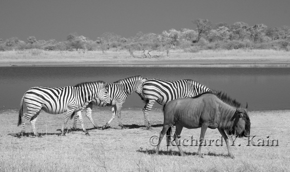 Zebras and a gnu on the shore