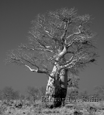 Infrared baobab