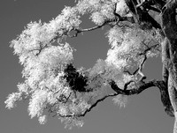 Owl's nest seen in infrared