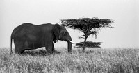 Elephant with Acacia Tree