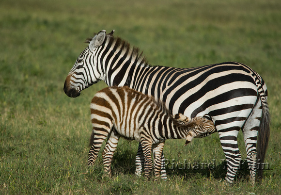 Nursing Zebra