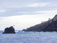 Trees on an islet and the shore's hillside