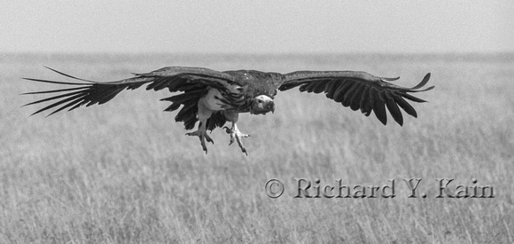 Vulture Coming In for a Landing