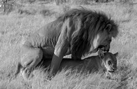 Making another lion