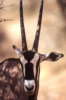 Okapi Portrait