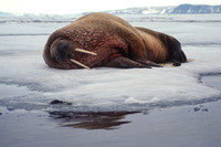 Resting Walrus