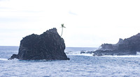 Tree on an islet
