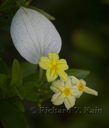 Yellow flowers - Papeete