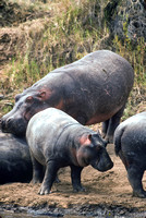 Hippos on the Shore