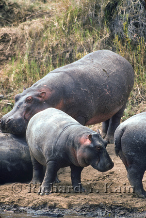 Hippos on the Shore