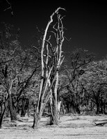 Barren tree sculpture