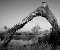Angular tree frame