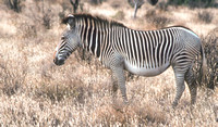 Grevy's Zebra