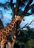 Reticulated GIraffe