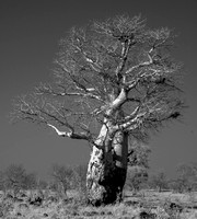Infrared baobab