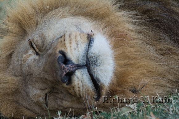 Resting lion's face