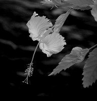 Infrared Hibiscus - Papeete