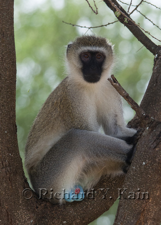 Vervet Monkey