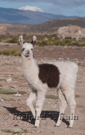 Baby llama posing