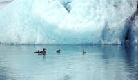 Swimming with Icebergs