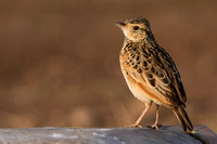 Red-Naped Lark