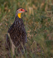Yellow-Necked Spurfowl