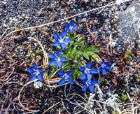 Alpine gentian